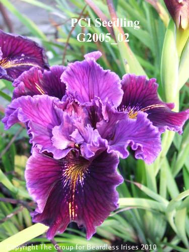 PCI Seedling G2005_02 (3)